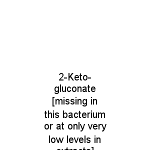 2-Keto-gluconate [missing in this bacterium or at only very low levels in extracts]